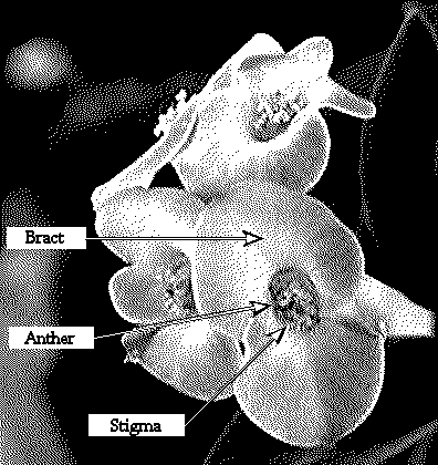 Bract diagram