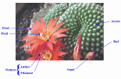 Cactus Terminology