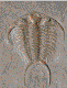 fossils Links