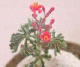 20030219