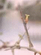 20030215