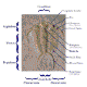 Trilobite Terminology (Dorsal)